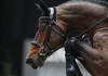 Histoire du Pedigree de United Touch S par Adriana Van Tilburg
