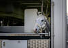 Leone Jei, Martin Fuchs’ (SUI) horse arrives at the Dutch Masters