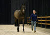 Daniel Deusser’s (GER) horse Otello de Guldenboom at the trot up ahead of the Dutch Masters