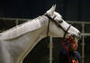 Martin Fuchs’ (SUI) horse, Leone Jei with groom