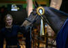United Touch S wears winners rose following VDL Groep Prize CSI5*
