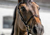 Commissar Pezi, Horse of Martin Fuchs (SUI) at the Horse Inspection Area