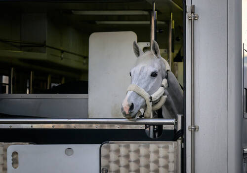 Leone Jei, Martin Fuchs’ (SUI) horse arrives at the Dutch Masters
