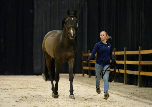 Daniel Deusser’s (GER) horse Otello de Guldenboom at the trot up ahead of the Dutch Masters