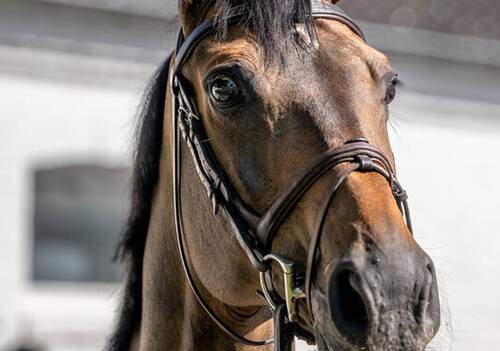 Commissar Pezi, Horse of Martin Fuchs (SUI) at the Horse Inspection Area