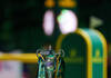 Rolex Grand Prix trophy at the Dutch Masters 2025