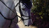 Photo: Rolex Grand Slam / Kit Houghton