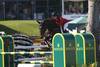 Spruce Meadows Media - Dave Chidley