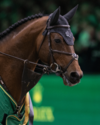 (Photo: Rolex Grand Slam : Ashley Neuhof)