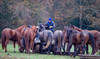 William Funnell at The Billy Stud (Photo: Eli Birch Boots and Hooves Photography)