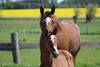 DSP Chakaria as a broodmare