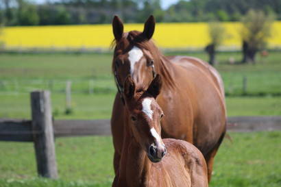 DSP Chakaria as a broodmare