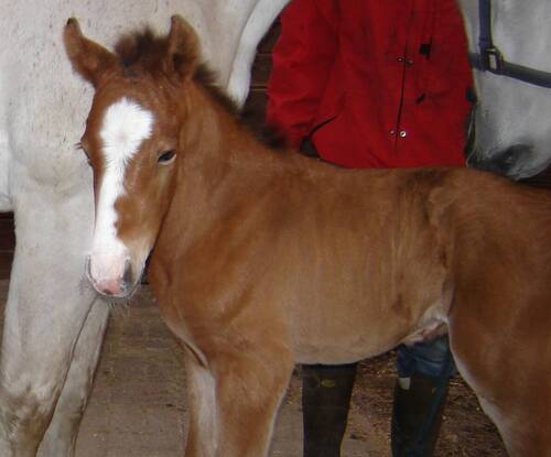 Hello Jefferson as a foal 
