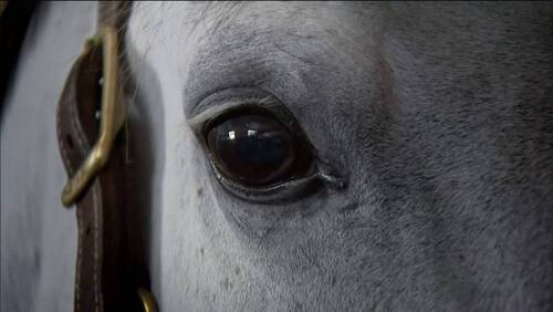  Rolex Grand Slam of Show Jumping startet neue Werbekampagne