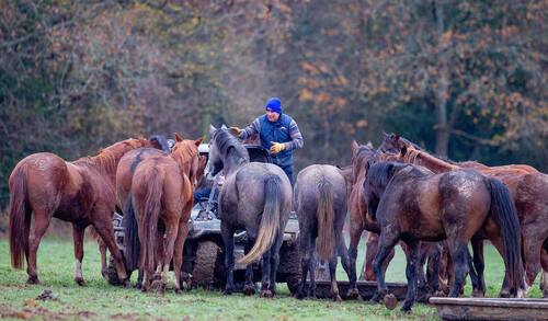 William Funnell at The Billy Stud (Photo: Eli Birch Boots and Hooves Photography)