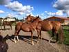 Chakaria with her second foal
