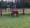 Cayman Jolly Jumper as a foal - Private collection